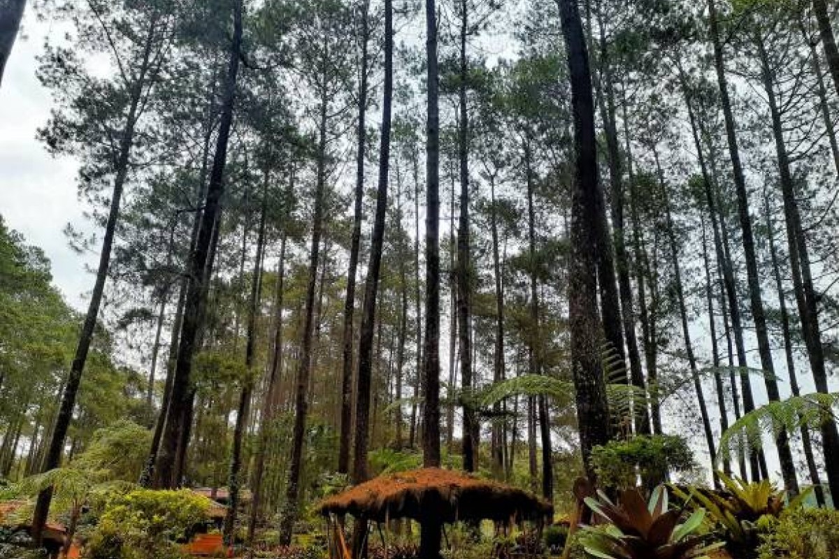 Healing Cantik Dengan Udara Segar, Dijamin Auto Happy, 10 Rekomendasi Wisata Hutan Pinus Di Jawa Tengah Beserta Lokasi Dan Harga