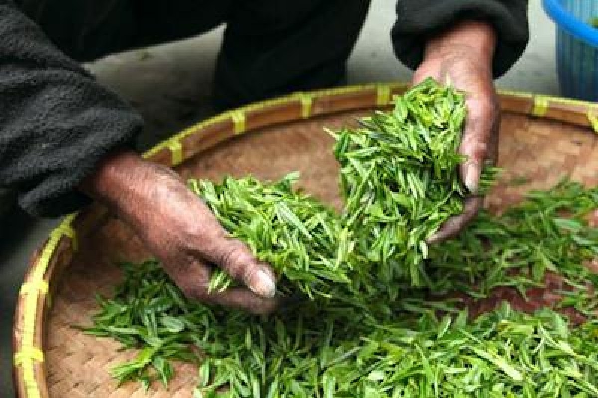 Beda Jenis Teh, Berbeda Juga Khasiatnya, Jangan Salah Minum Ya, 12 Jenis Teh Beserta Manfaatnya: Ada Earl Grey Sampai Melati