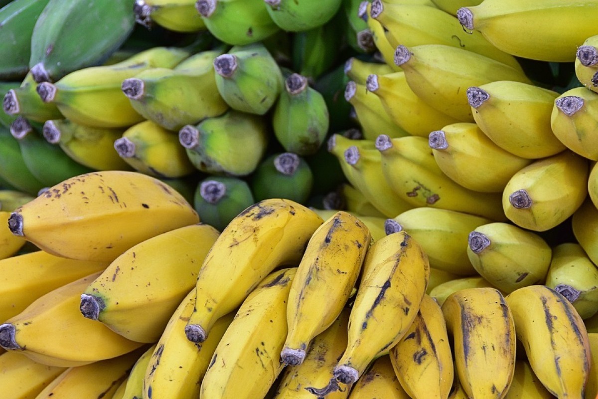 Mengenal Lebih Dekat 3 Kecamatan Penghasil Pisang Terbesar di Blitar, Jawa Timur ada Srengat Hingga Gundusari Sayang Banget Bukan Gak Jadi Juara Akibat