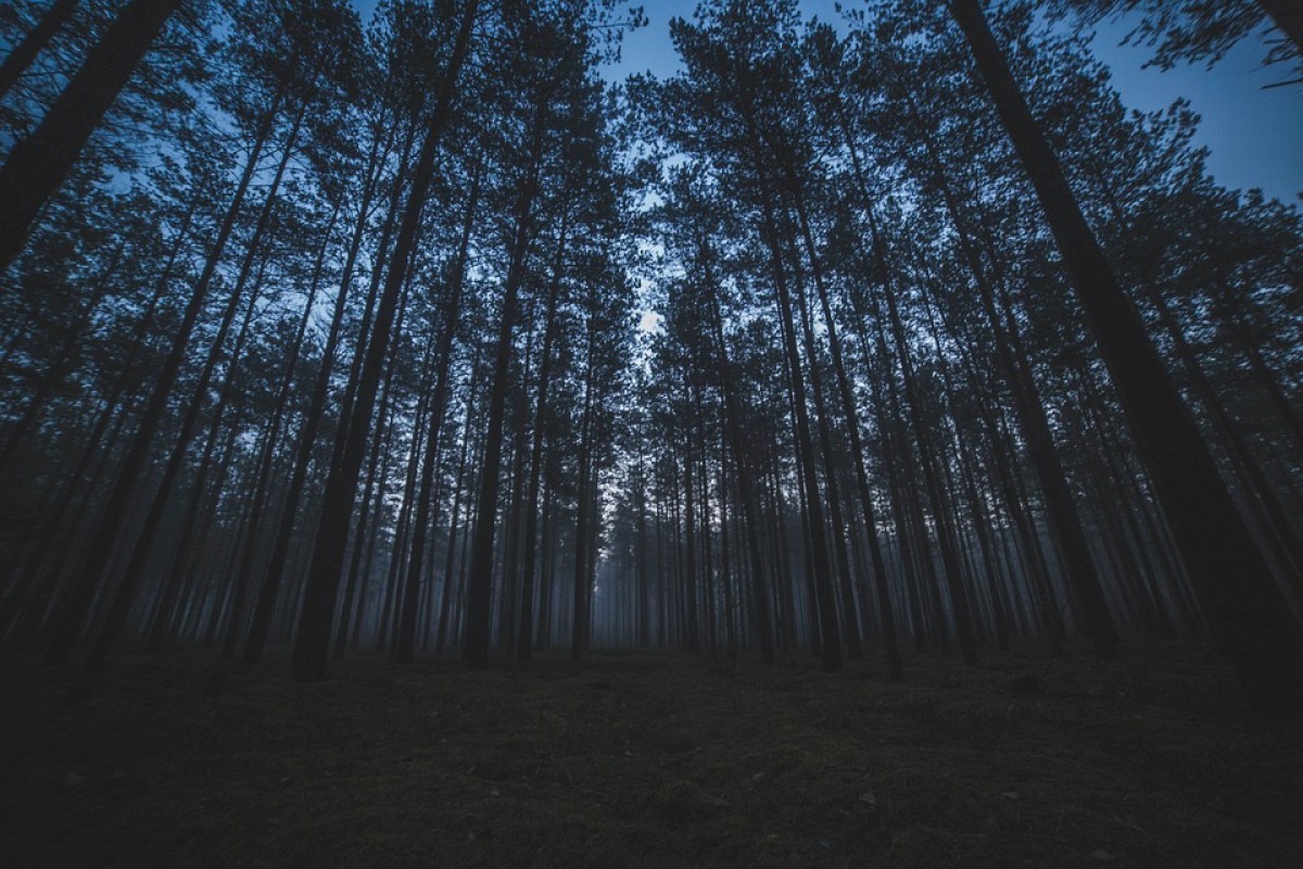 Wisata Alam Hutan Pinus di Kabupaten Jember yang Terbengkalai Bernama Kotok Forest Park Dulu Dijunjung Tinggi Kini Nasibnya...