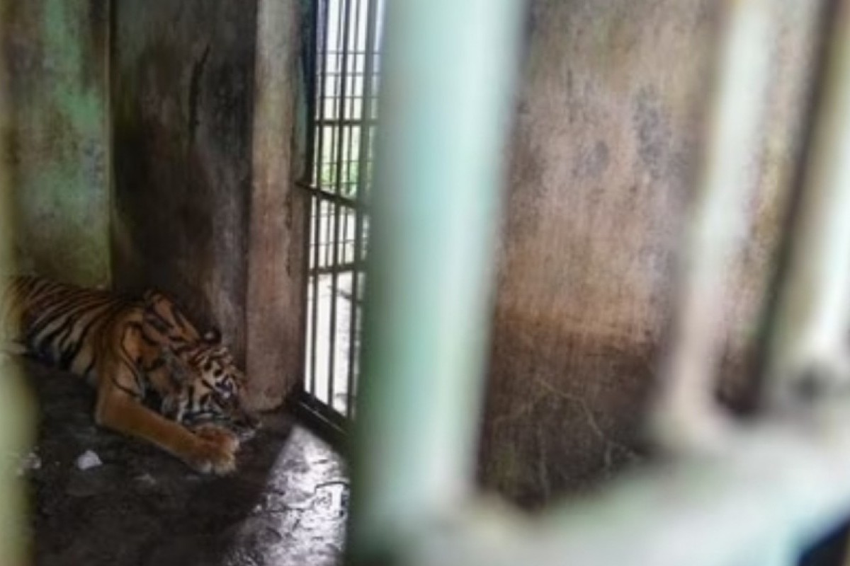 Krisis Keuangan Akibat Pandemi Covid-19 Sebabkan 3 Harimau Mati Mengenaskan, Aktivis Minta Medan Zoo Ditutup Sementara