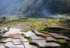 Mundur Wir Mangkotamu Ketinggalan! Berikut Juara 1 Dari 5 Kecamatan Penghasil Padi Terbesar di Cilacap, dengan Total 65.741 Ton Beras