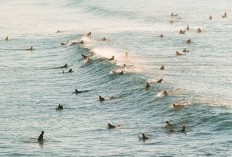 Tinggi Ombak Di Pantai Ini Bisa Mencapai 15 Meter, Para Surfers Auto Bersorak Gembira, Dimana Lokasinya?