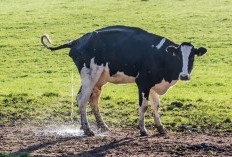 Dari Urin Sapi Hingga Ekstrak Kotoran Panda, 6 Minuman Teraneh Di Dunia, Yakin Gak Mau Coba?