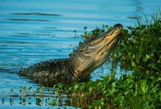 TRAGIS! Anak di Kalimantan Selatan Selamat, Lihat Ibunya Dimangsa Buaya Sungai Manunggal Saat Mandi