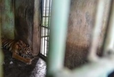 Krisis Keuangan Akibat Pandemi Covid-19 Sebabkan 3 Harimau Mati Mengenaskan, Aktivis Minta Medan Zoo Ditutup Sementara