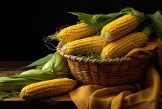 Gak Main-Main! Kabupaten Ini Mampu Menghasilkan Jagung Hingga 290.960 Ton, Dinobatkan Sebagai Terbanyak Di Sulawesi Utara