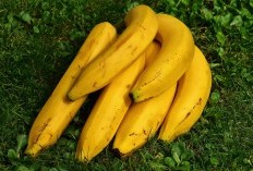 Kawunganten, Juara Baru! Kecamatan Penghasil Pisang Terbesar di Cilacap, Berhasil Kalahkan Kesugihan Hingga Karangpucung